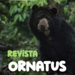Revista Ornatus