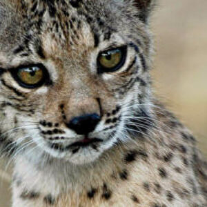 Profile photo of susu