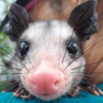 Profile photo of Viviana Segura